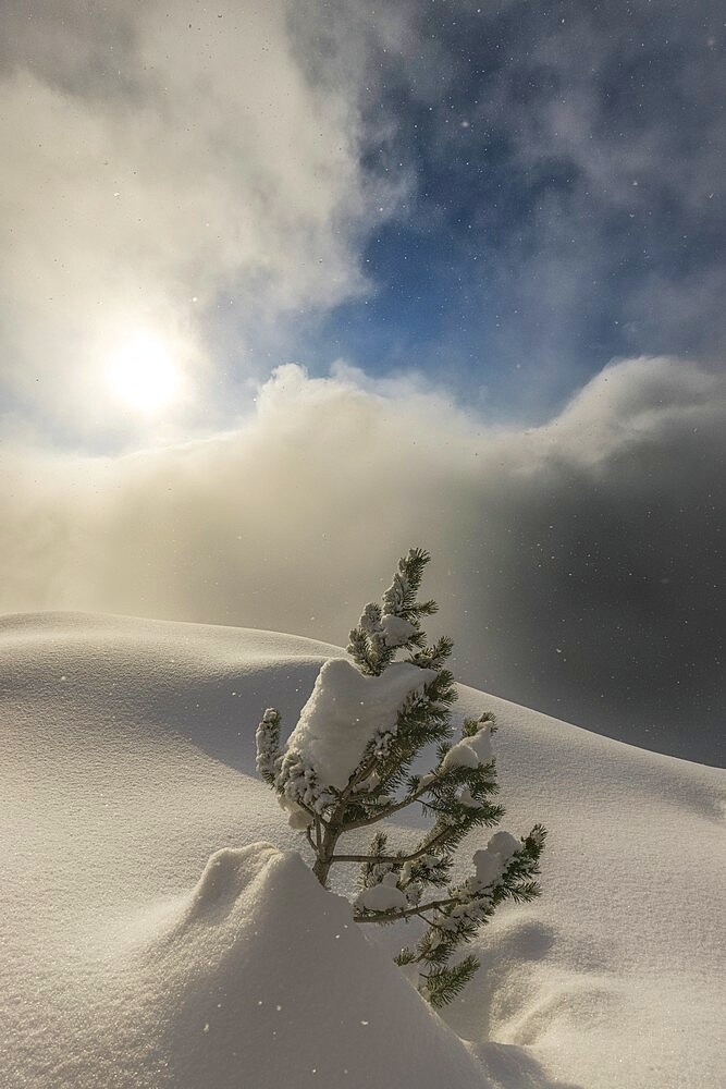 The sun illuminates small pine tree during a snowfall, Valmalenco, Valtellina, Lombardy, Italy, Europe