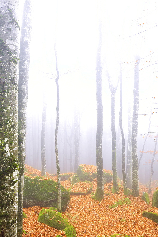 Fog in the forest of Bagni di Masino during autumn, Valmasino, Valtellina. Lombardy, Italy, Europe