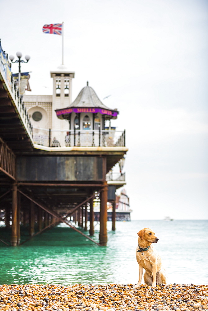 Golden labrador on Brighton Beach, Brighton and Hove, East Sussex, England, United Kingdom, Europe