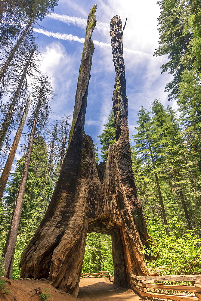 Tuolumne Grove of Giant Sequoias, Yosemite Valley, UNESCO World Heritage Site, California, United States of America, North America