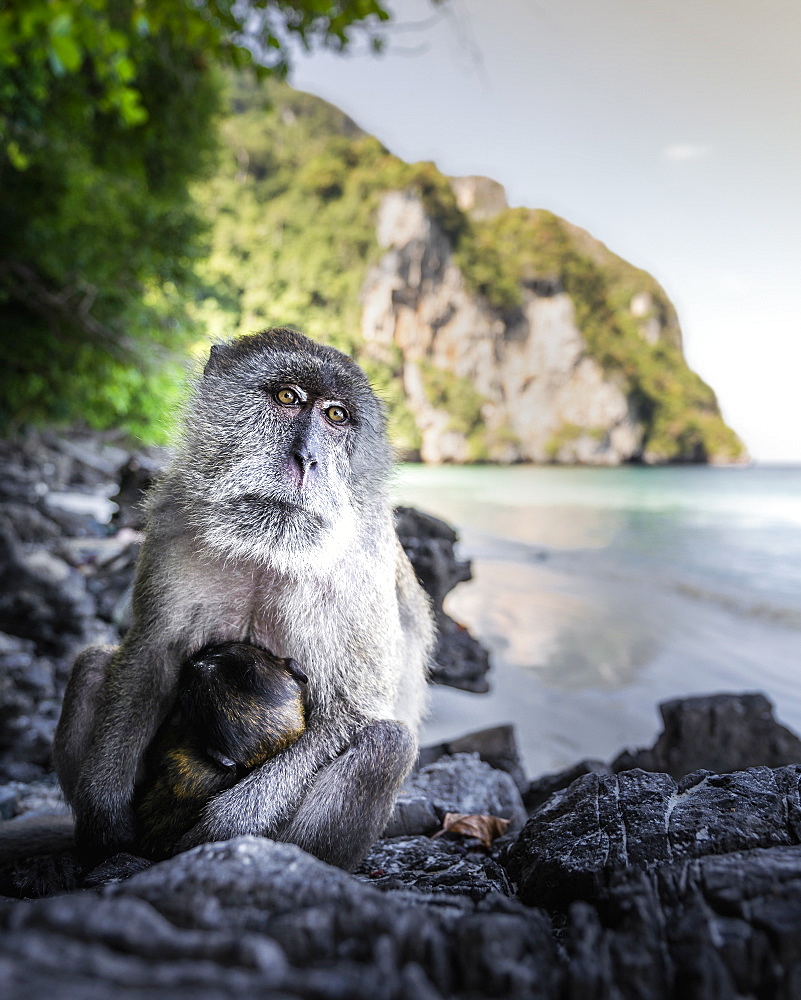 Monkey at Yong Kasem beach, known as Monkey Beach, Phi Phi Don Island, Thailand, Southeast Asia, Asia