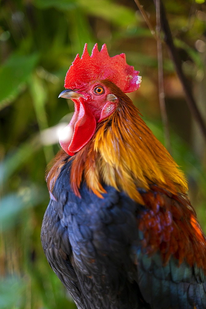 Rooster standing with blurred nature background, Ko Lanta Island, Phang Nga Bay, Thailand, Southeast Asia, Asia