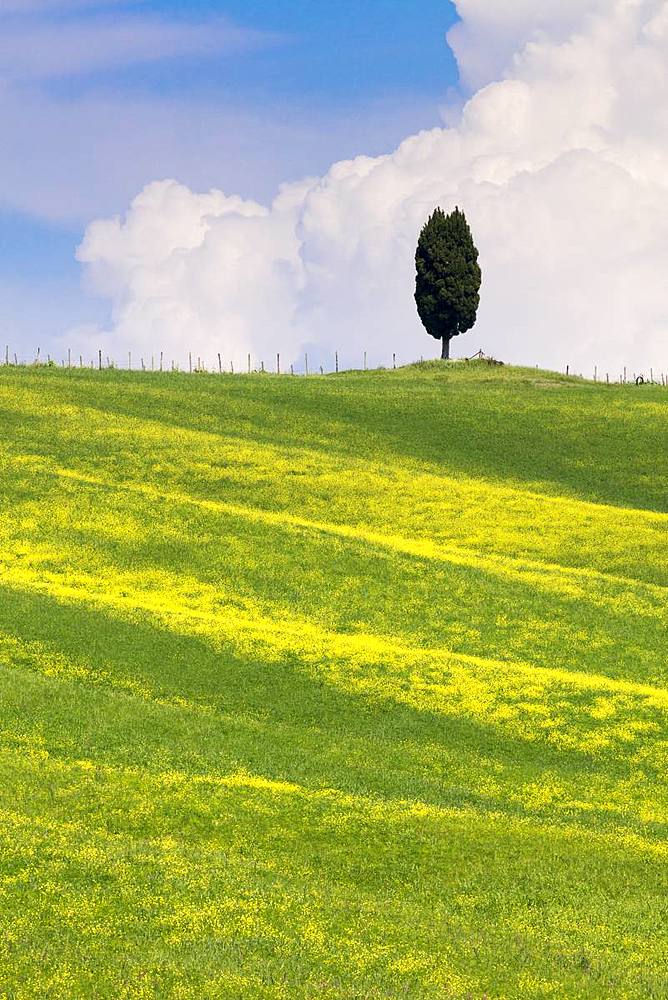 Green fields, Cypress trees and blue sky in Val d'Orcia, UNESCO World Heritage Site, Tuscany, Italy, Europe