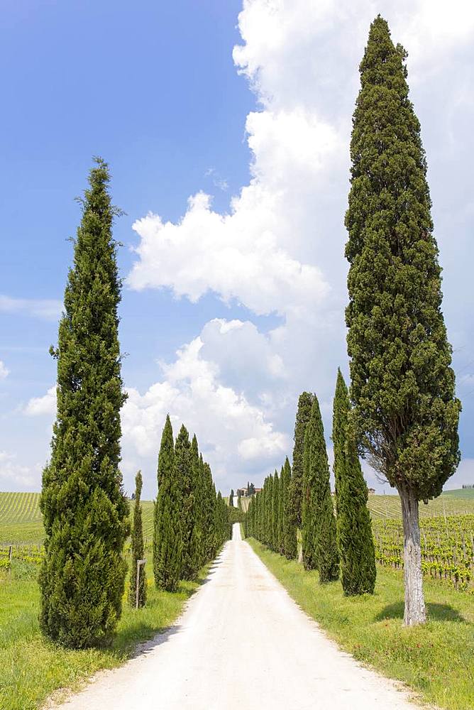 Cypress trees leading up a long path to Tuscan farm house, with blue sky, Tuscany, Italy, Europe