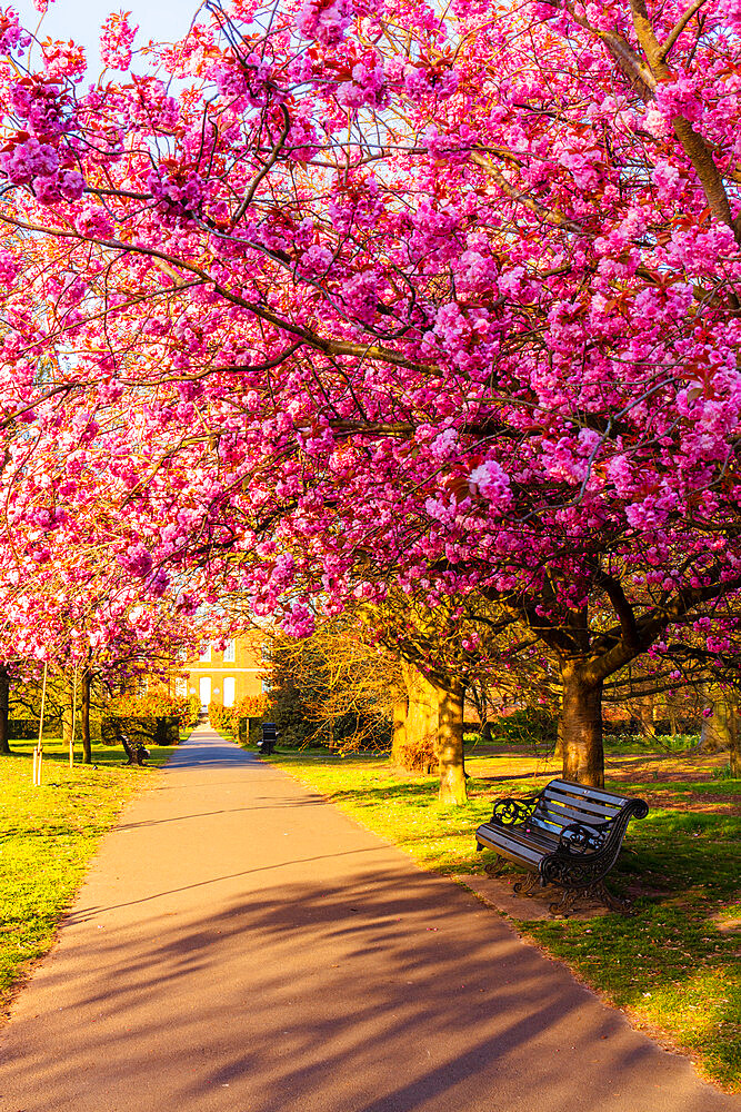 Cherry blossom in Greenwich Park, London, England, United Kingdom, Europe