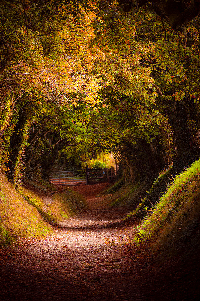 Tree tunnel with autumn colours at Halnaker Mill, Sussex, England, United Kingdom, Europe