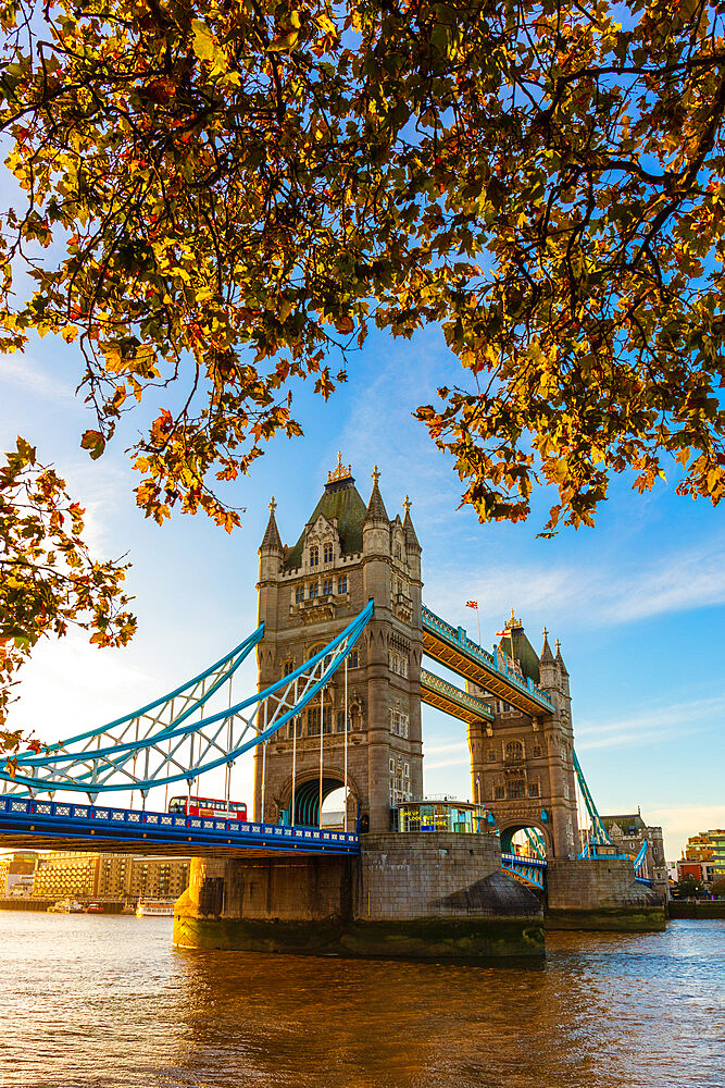 Autumn sunrise in grounds of the Tower of London, with Tower Bridge, London, England, United Kingdom, Europe