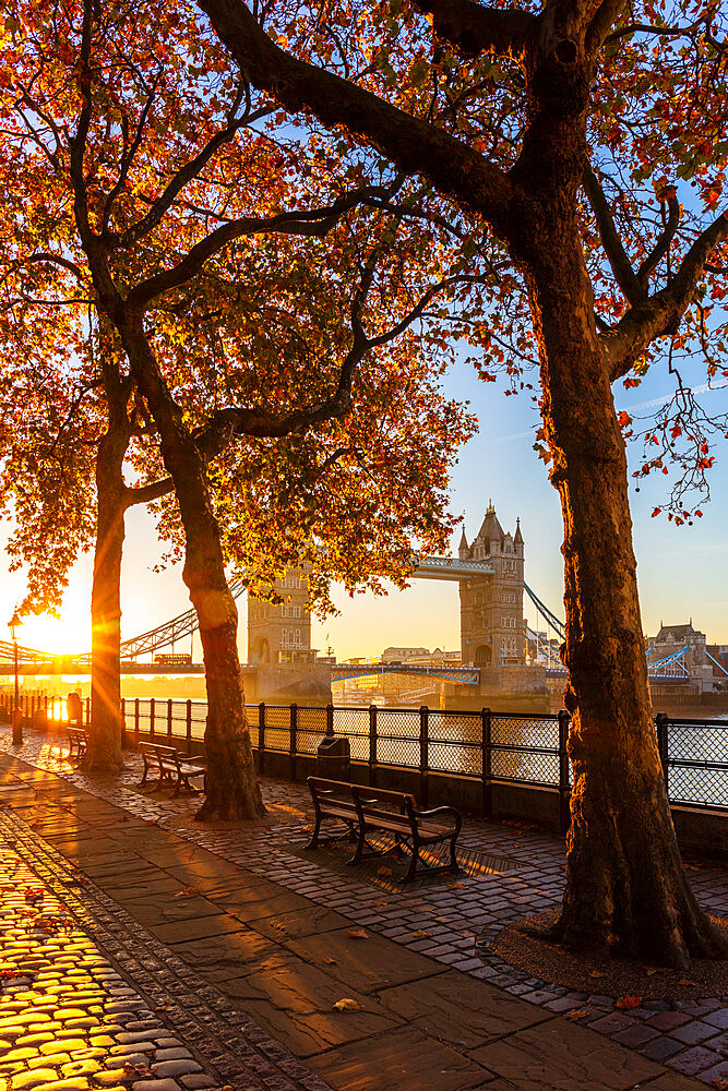 Autumn sunrise in grounds of the Tower of London, with Tower Bridge, London, England, United Kingdom, Europe