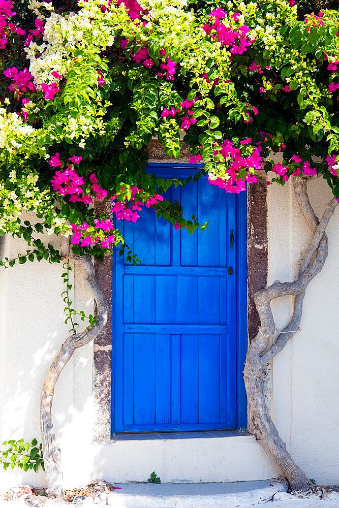 Colourful bougainvillea tree in bloom surrounding blue door, Santorini, Cyclades, Greek Islands, Greece, Europe