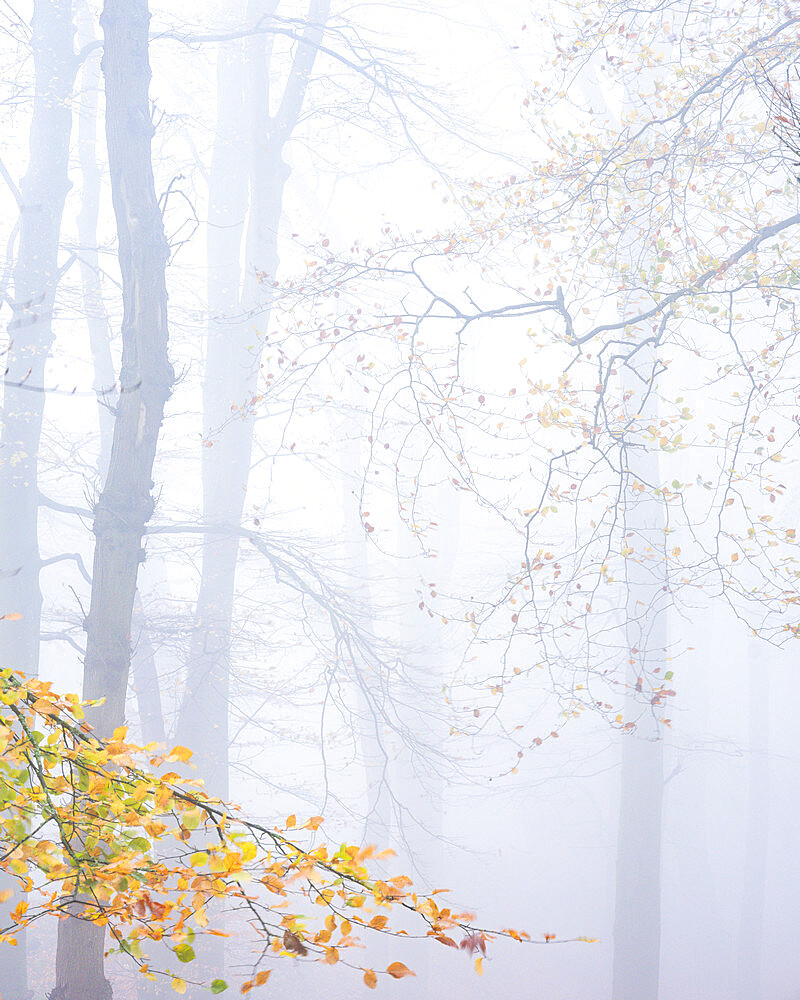 Heavy fog amongst Beech trees in autumn with their attractively coloured leaves at Woodbury Castle, near Exmouth, Devon, England, United Kingdom, Europe