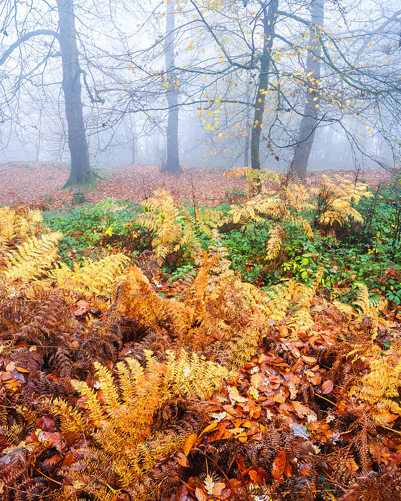 Heavy fog, Beeches with bracken in autumn with their attractively coloured leaves at Woodbury Castle, near Exmouth, Devon, England, United Kingdom, Europe