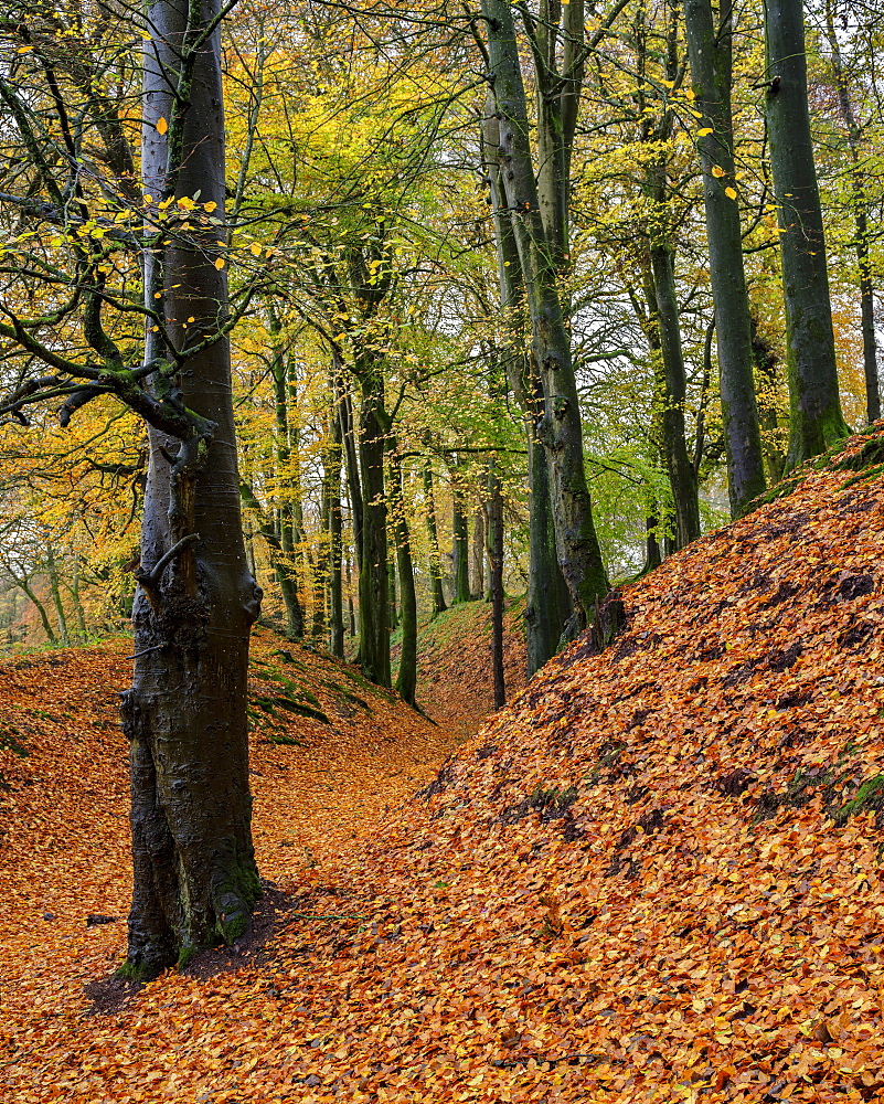 Beech trees in autumn with their attractively coloured leaves at Woodbury Castle, near Exmouth, Devon, England, United Kingdom, Europe