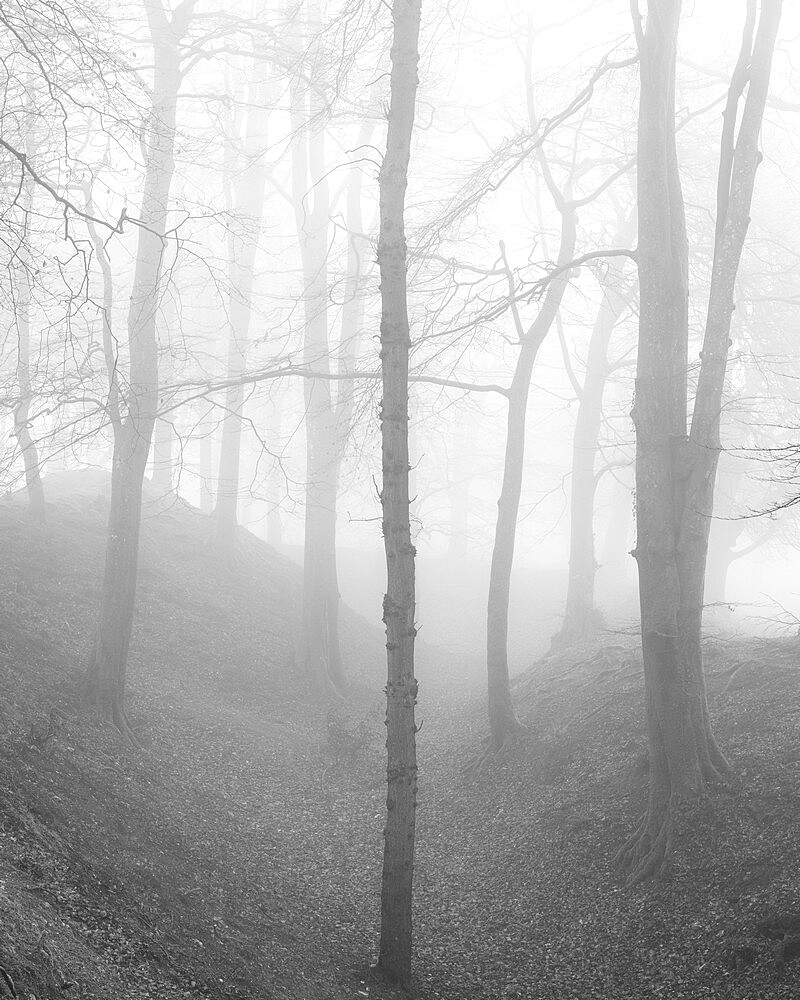 Beech trees in winter fog at Woodbury Castle, near Exmouth, Devon, England, United Kingdom, Europe