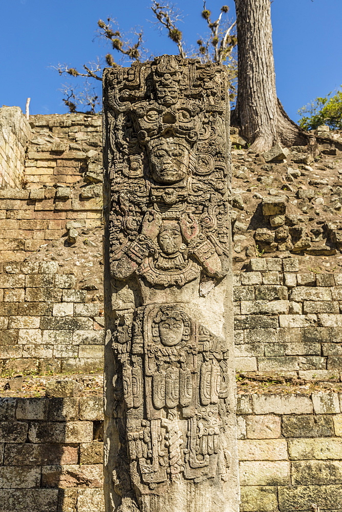 The Stelae P carving at Copan Ruins, UNESCO World Heritage Site, Copan, Honduras, Central America