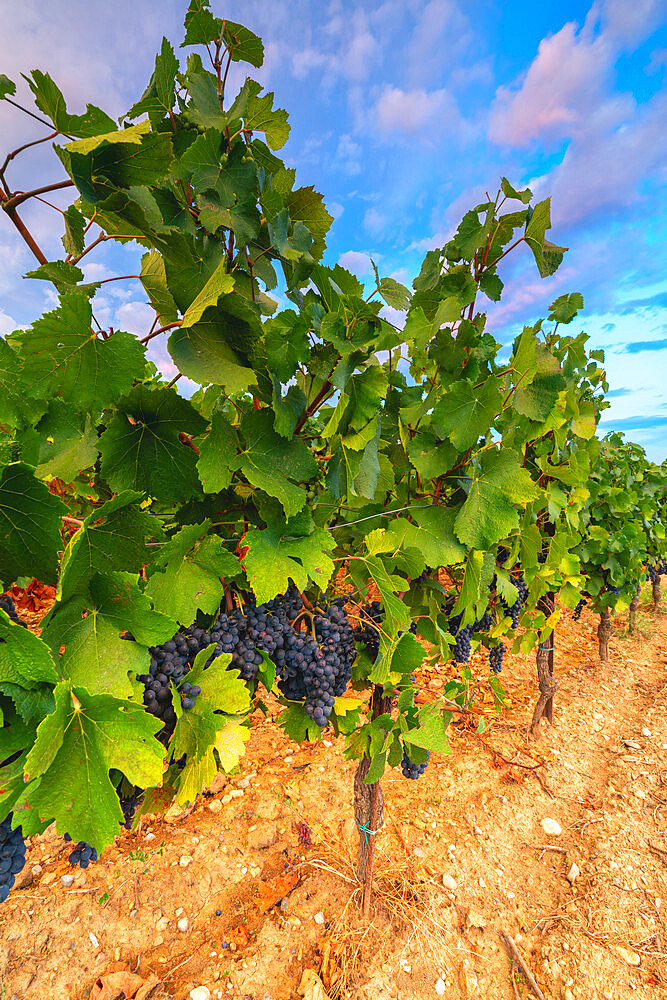 Grape harvest in Franciacorta in summer season, Brescia province in Lombardy district, Italy, Europe