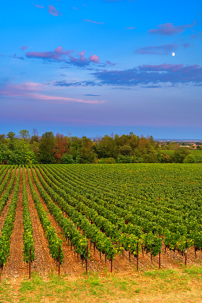 Grape harvest in Franciacorta in summer season, Brescia province in Lombardy district, Italy, Europe