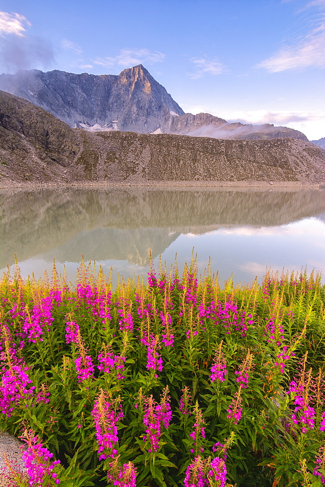 Mount Adamello in the summer season, Parco Adamello, Vallecamonica (Val Camonica), Brescia Province, Lombardy, Italy, Europe