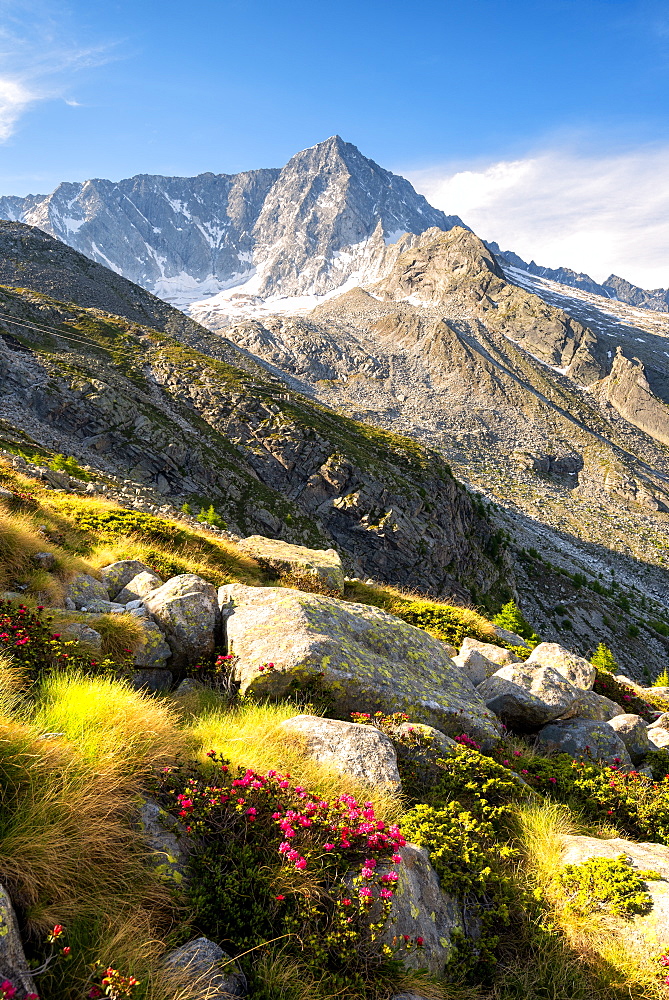 Mount Adamello in the summer season, Parco Adamello, Vallecamonica (Val Camonica), Brescia Province, Lombardy, Italy, Europe