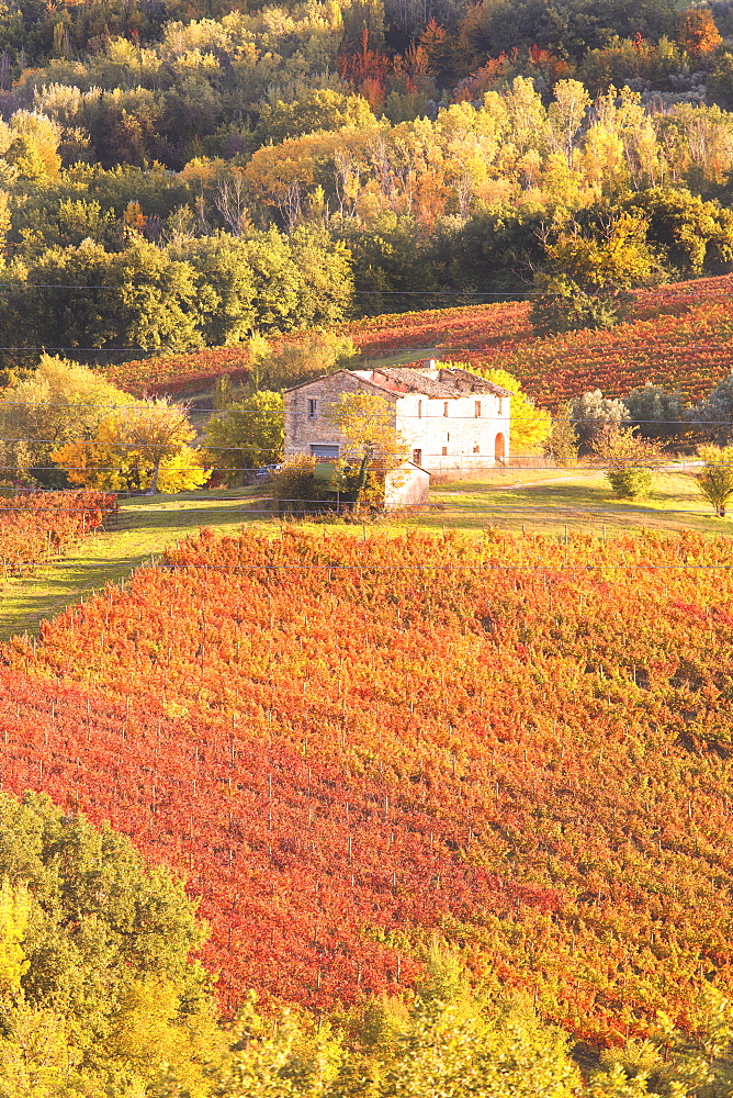 Vineyards of Sagrantino di Montefalco in autumn, Umbria, Italy, Europe