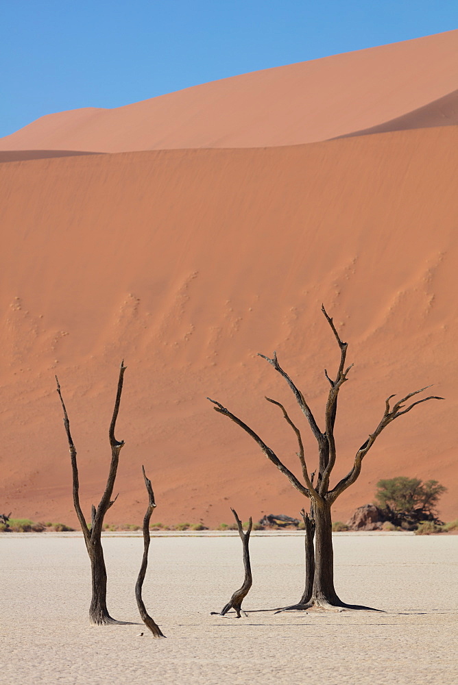 900 year old dead trees within Deadvlei, Sossusvlei, Namibia, Africa