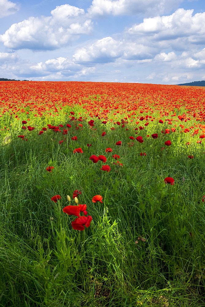 A field of poppies set in the beautiful Derbyshire countryside, Baslow, Derbyshire, England, United Kingdom, Europe