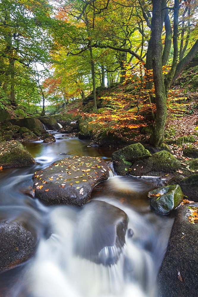 Padley Gorge in autumn colours, Peak District National Park, Derbyshire, England, United Kingdom, Europe