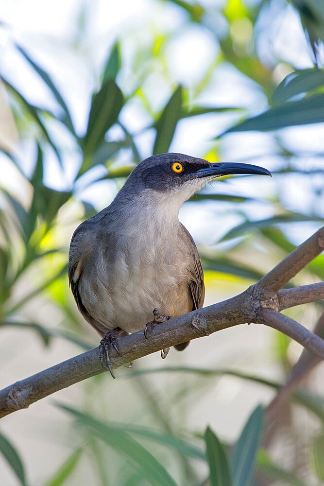 Grey trembler (Cinclocerthia gutturalis), Marigot Bay, Castries, St. Lucia, Windward Islands, Lesser Antilles, West Indies, Caribbean, Central America