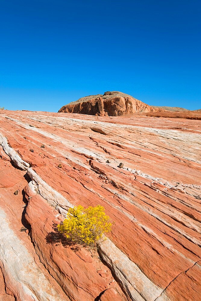 View across red slickrock from the Fire Wave Trail, Gibraltar Rock in background, Valley of Fire State Park, Nevada, United States of America, North America