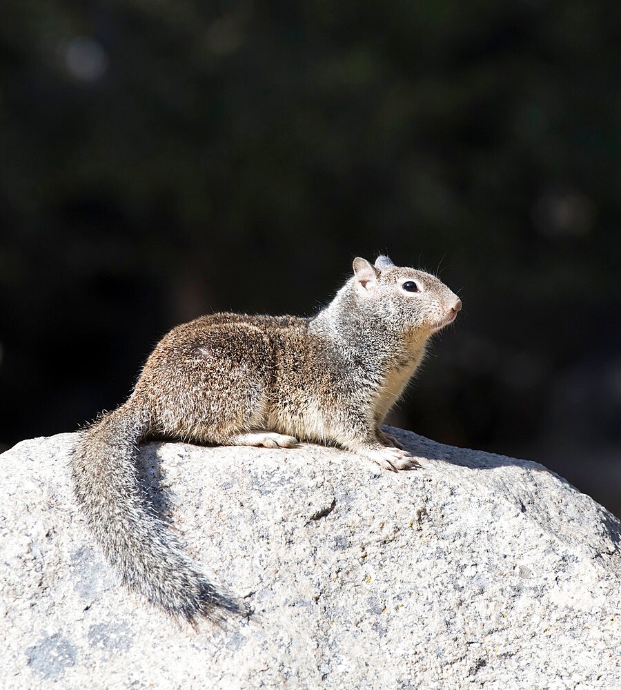 California ground squirrel (Otospermophilus beecheyi), on granite rock, Yosemite Village, Yosemite National Park, California, United States of America, North America