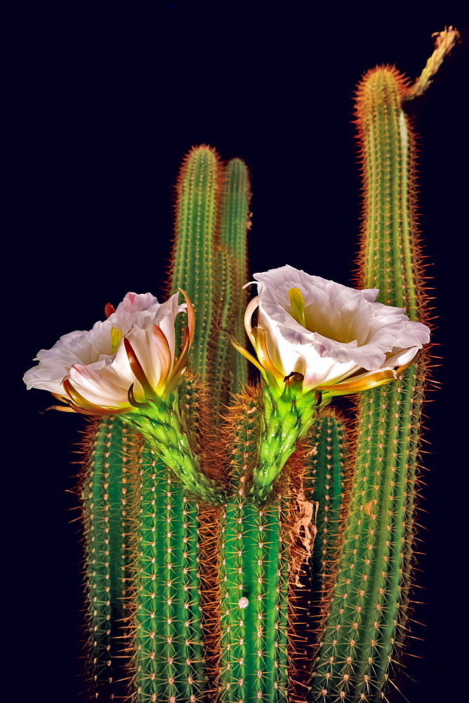 The large white blossoms of the night blooming Trichocereus Spachianus Cactus (Golden Torch Cactus), Arizona, United States of America, North America