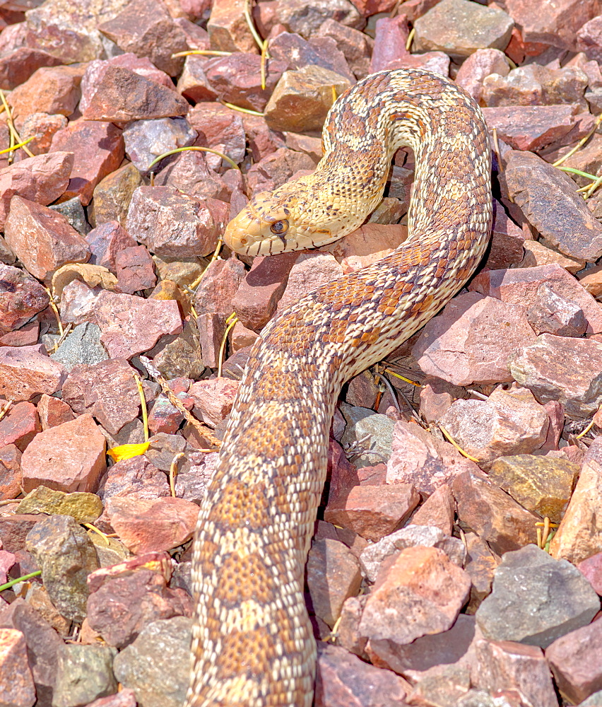 Closeup of an Arizona Gopher Snake (Pituophis Catenifer), a non-venomous constrictor harmless to humans, Arizona, United States of America, North America