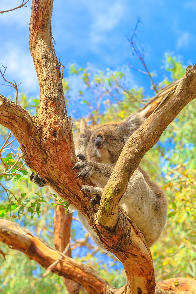 Adult koala bear with sharp nails on eucalyptus trunk along koala boardwalk at Phillip Island, Koala Conservation Centre, Victoria, Australia, Pacific