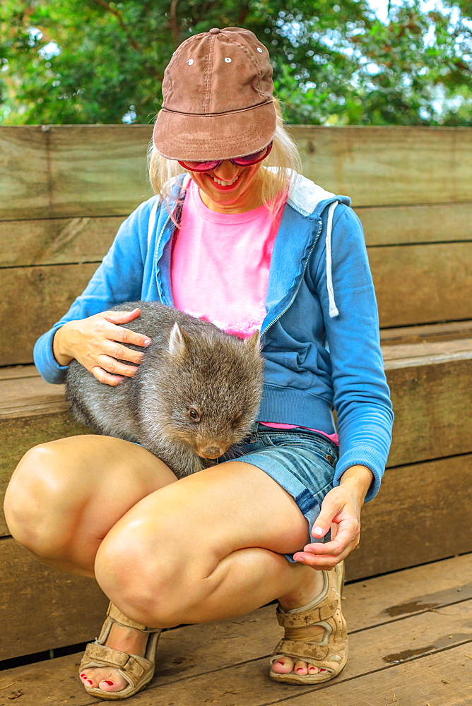 Happy tourist woman holds and caresses a wombat, a marsupial Australian mammal, Tasmania, Australia, Pacific