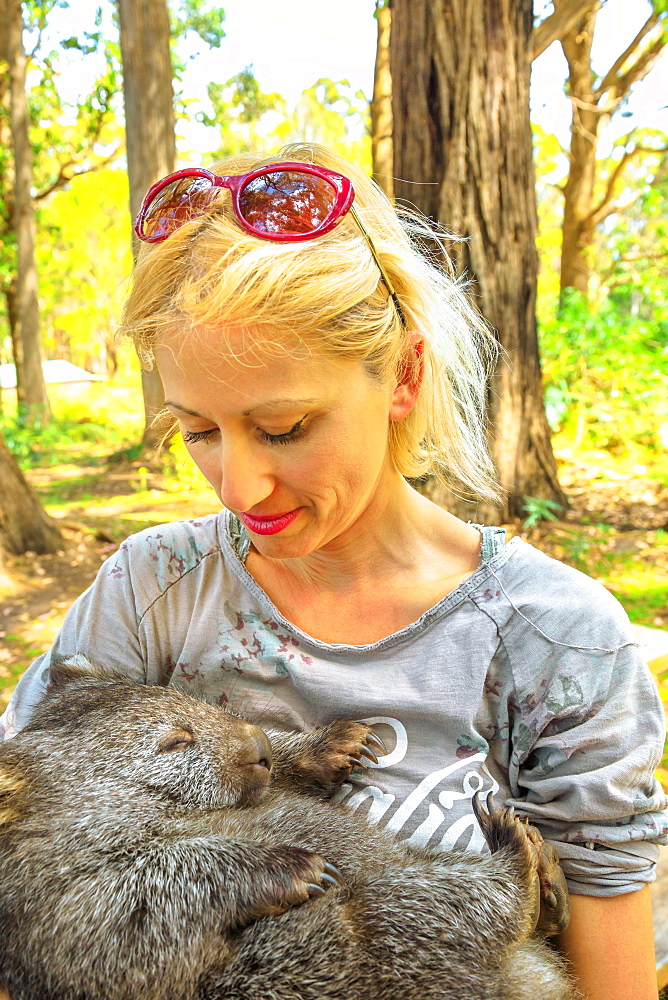 Blonde Caucasian tourist woman holding a cute wombat sleeping in marsupial position, Tasmania, Australia, Pacific