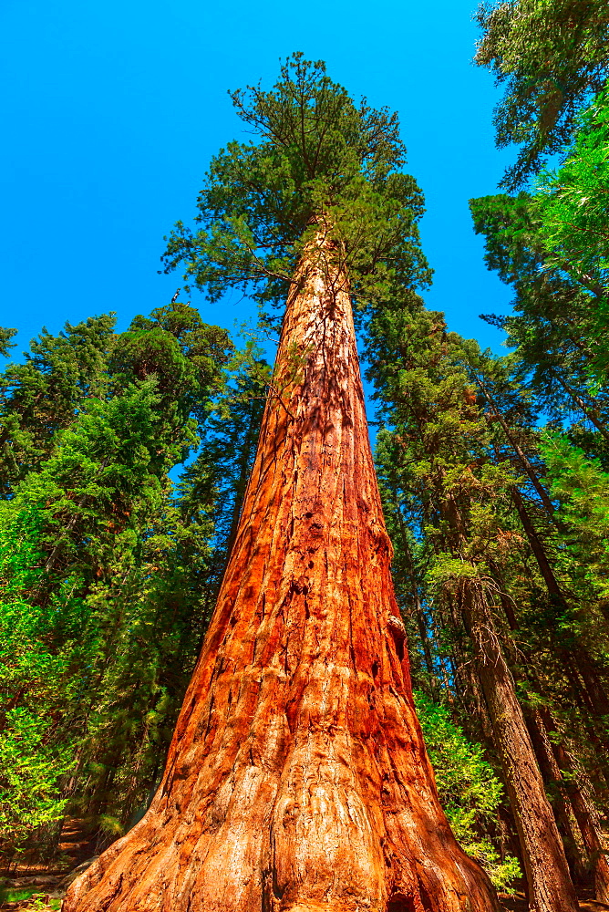 Close up of sequoia tree in Sequoia and Kings Canyon National Park in the Sierra Nevada in California, United States of America, North America