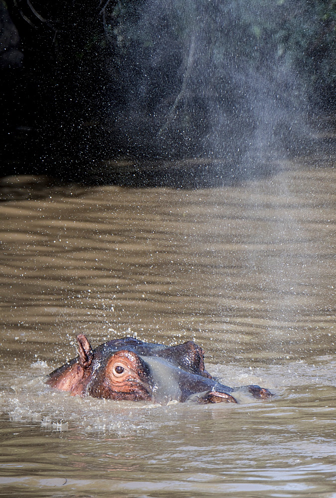 Hippo spraying water in a pool, Maasai Mara, Kenya, East Africa, Africa