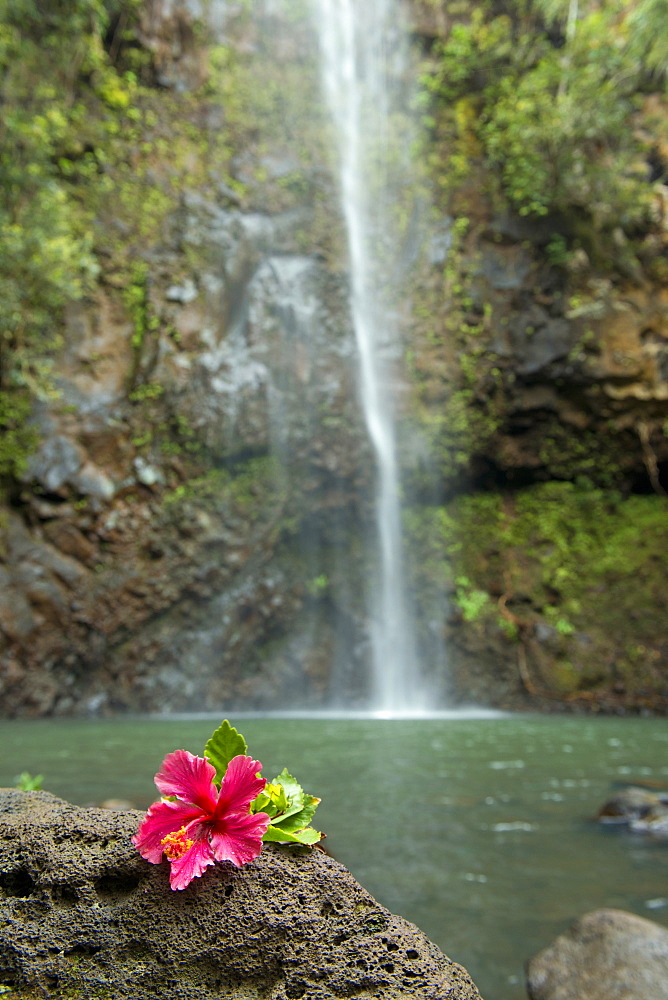 Flower on a rock in front of Uluwehi Falls, Kauai, Hawaii, United States of America, North America