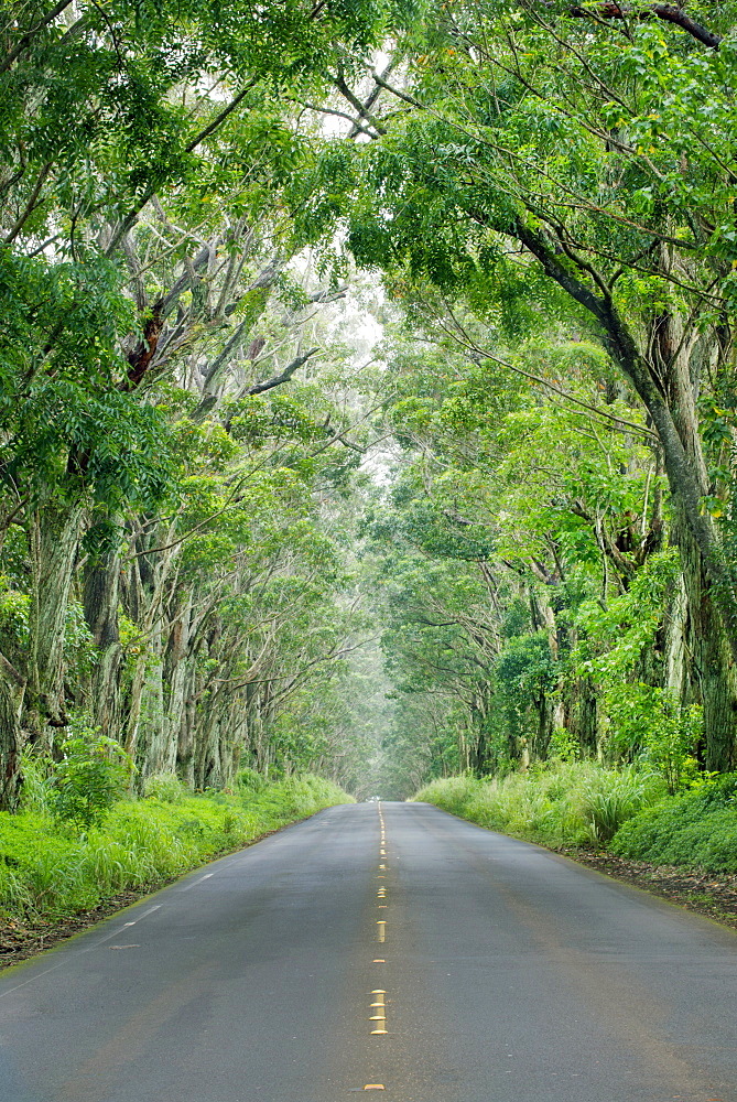 Tunnel of Trees, Kauai, Hawaii, United States of America, North America