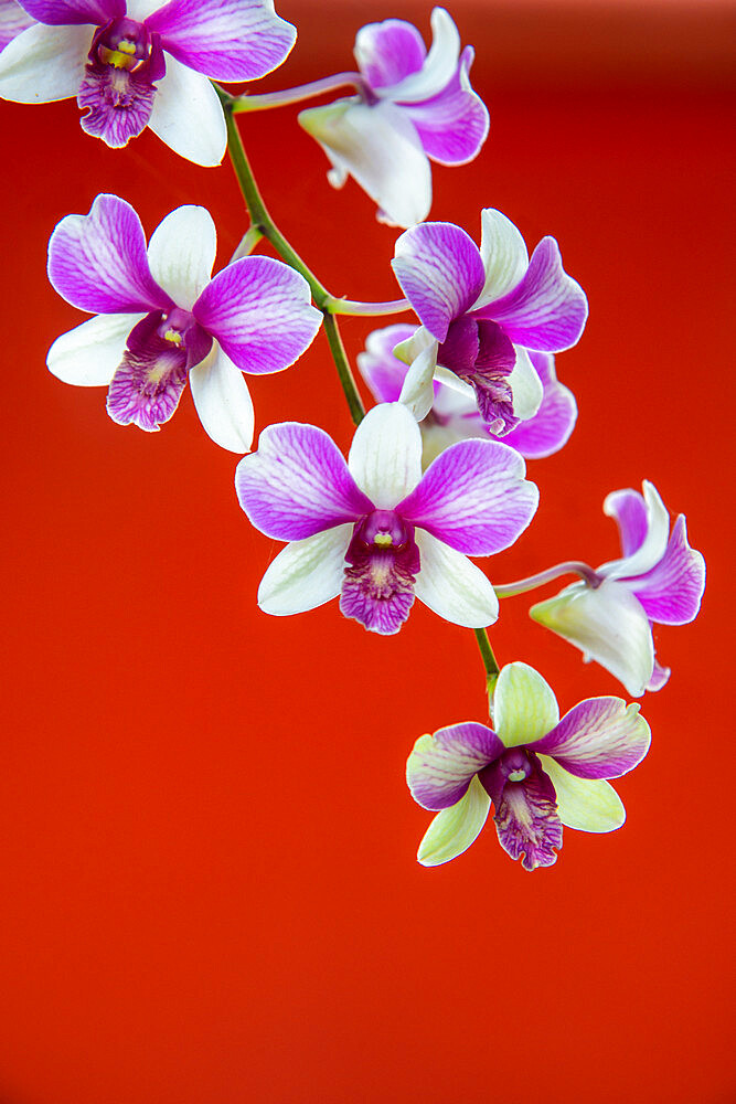 Detail of a wild orchid growing in Siem Reap, Cambodia, Indochina, Southeast Asia, Asia