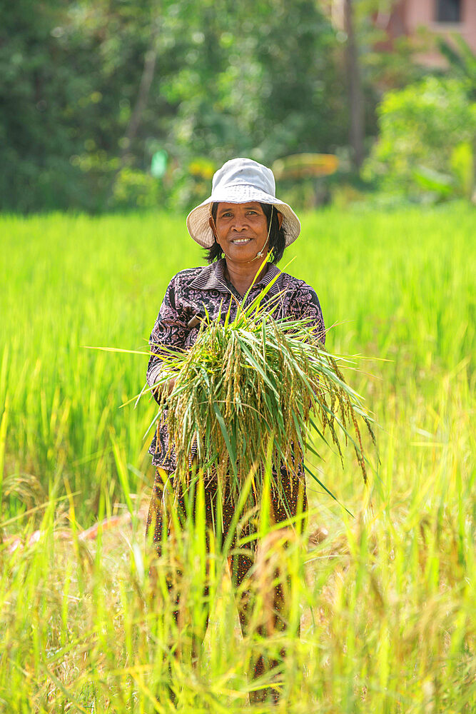 Rice harvesting in Siem Reap, Cambodia, Indochina, Southeast Asia, Asia