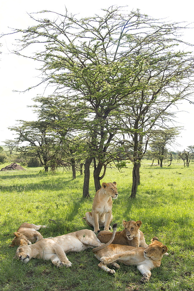 Lions lounging in the shade, afternoon on the Maasai Mara, Kenya, East Africa, Africa