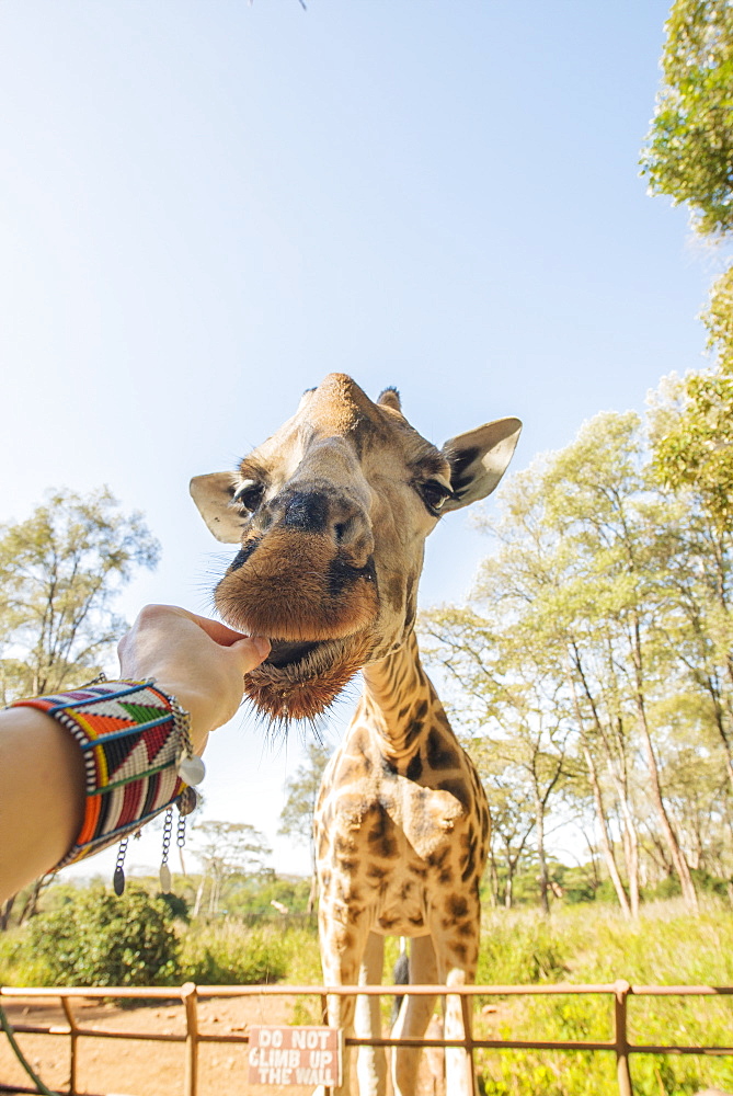 Feeding a giraffe in Nairobi, Kenya, East Africa, Africa