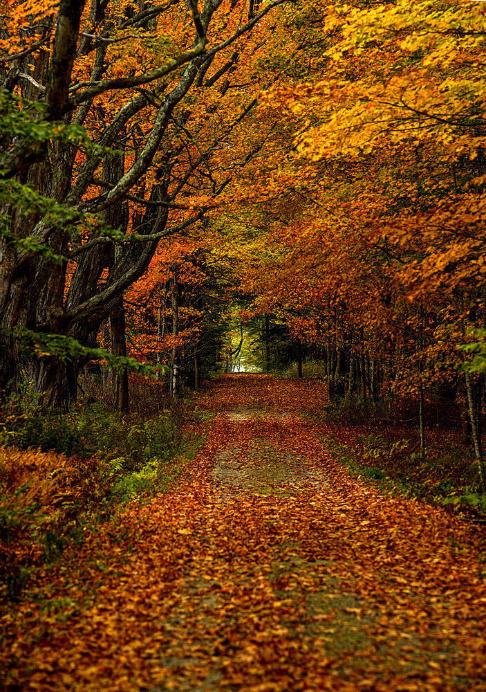 Trails among maple and aspen trees, Maine, New England, United States of America, North America