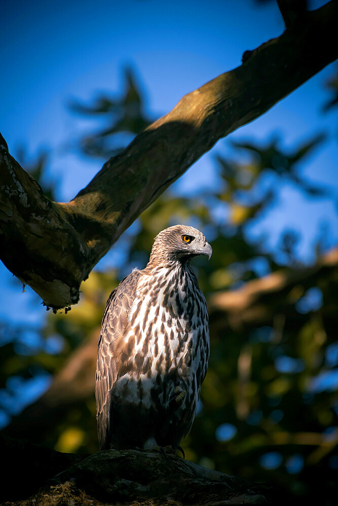 Crested Serpent Eagle in the forests of India, Asia