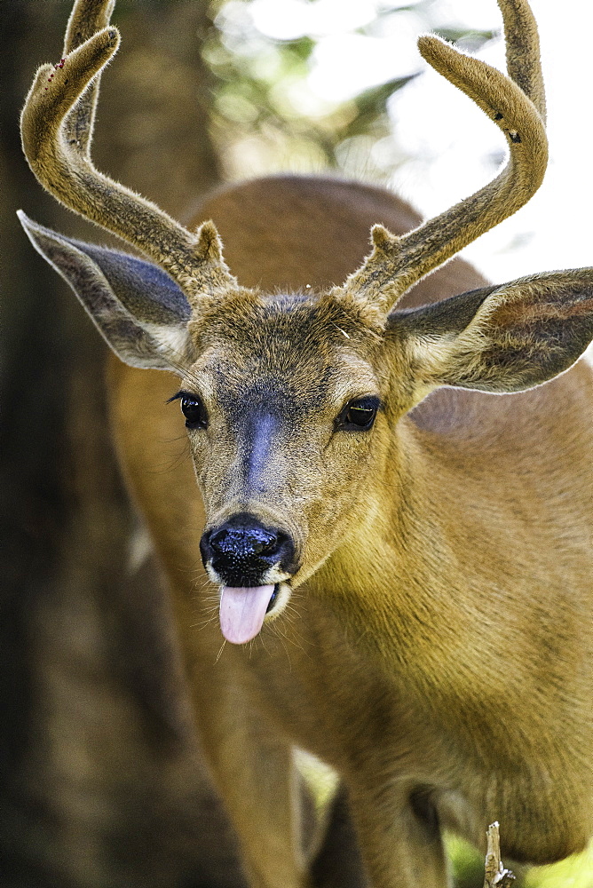 Roosevelt Elk at Olympic National Park, UNESCO World Heritage Site, Washington State, United States of America, North America