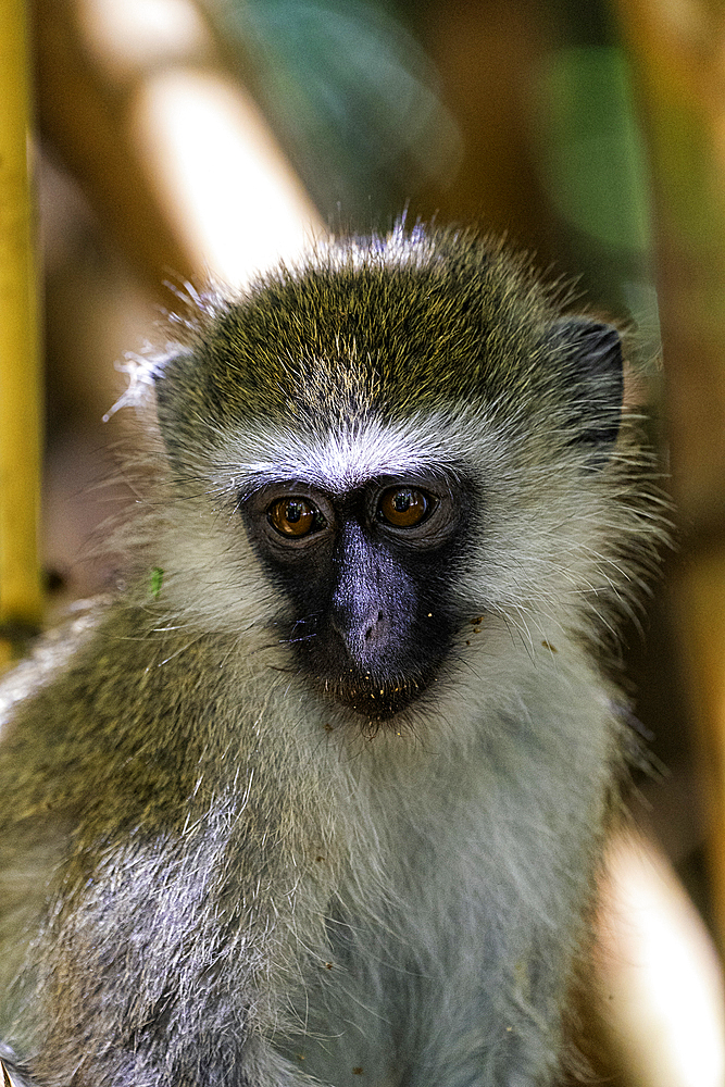 A Tantalus monkey (Chlorocebus tantalus), in a Bamboo forest in Amboseli National Park, Kenya, East Africa, Africa