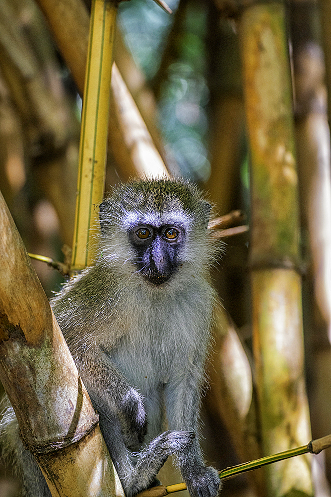 A Tantalus monkey (Chlorocebus tantalus), in a Bamboo forest in Amboseli National Park, Kenya, East Africa, Africa