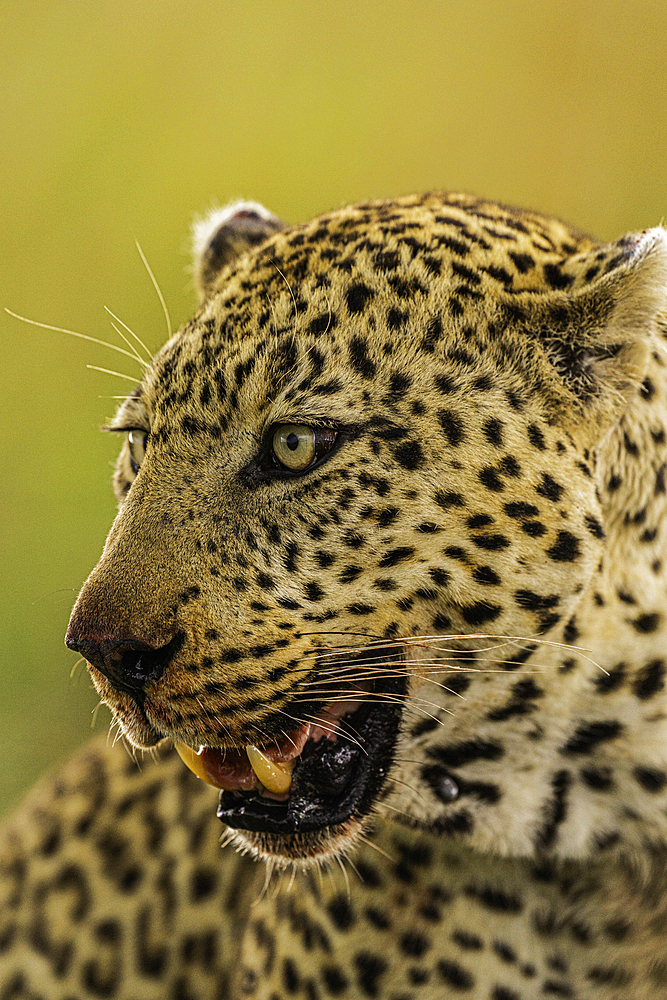 A Leopard (Panthera pardus) in the Maasai Mara National Reserve, Kenya, East Africa, Africa