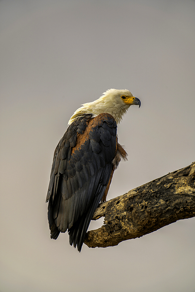 An African Fish Eagle (Haliaeetus vocifer), in Amboseli National Park, Kenya, East Africa, Africa