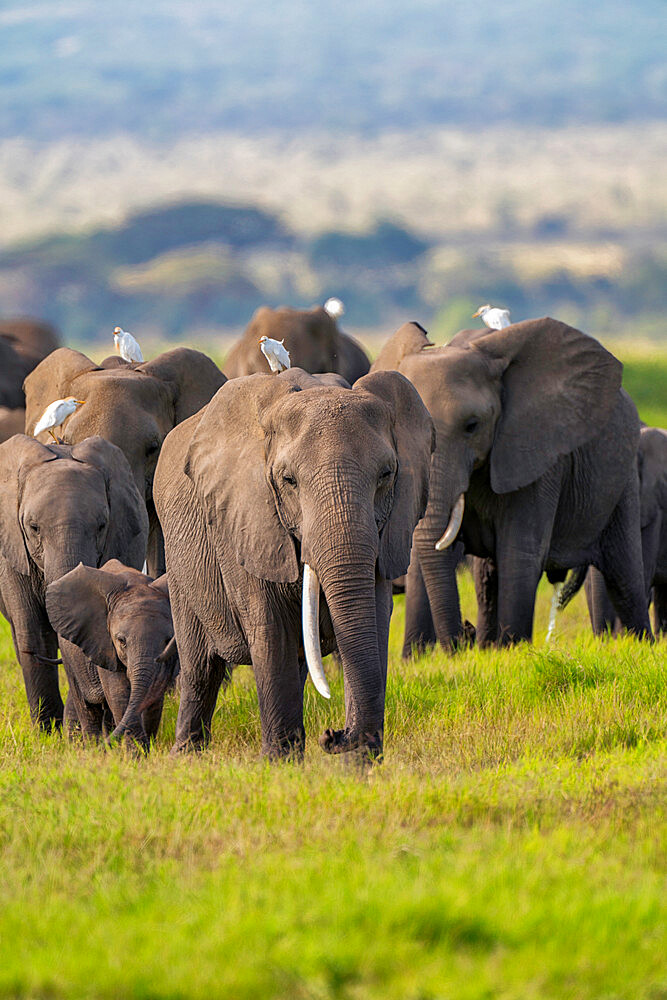 A herd of Elephants (Loxodonta africana), in Amboseli National Park, Kenya, East Africa, Africa